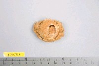 藏品(中型勞綿蟹)的圖片